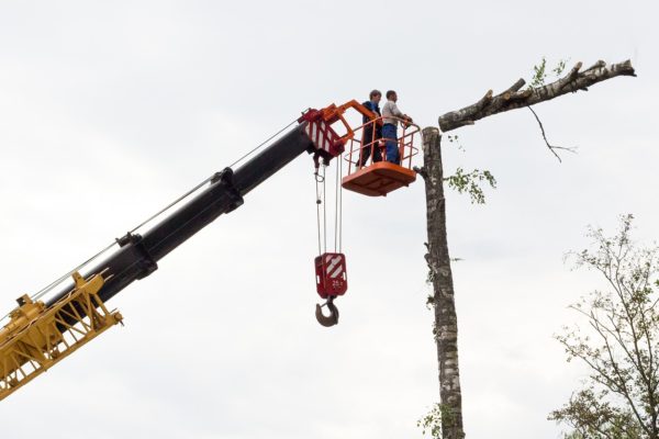 Tree Felling & Thinning Albuquerque NM