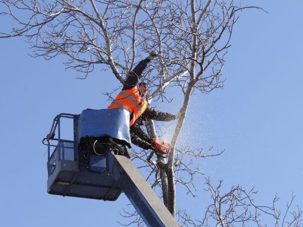 Tree Removal & Clearing Albuquerque NM