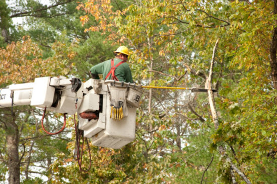 Tree Trimming Albuquerque NM