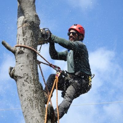 Tree Removal Service Albuquerque NM